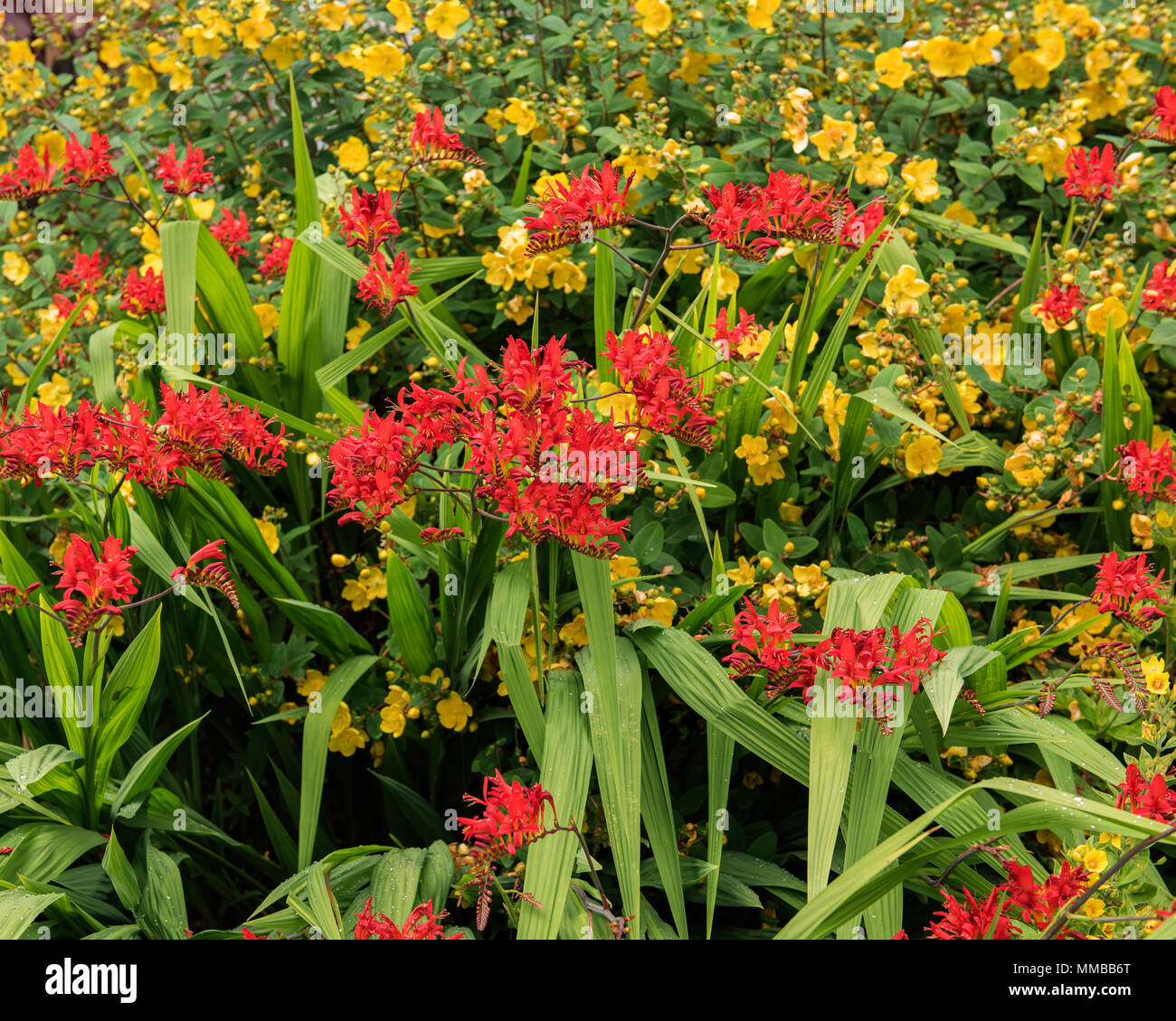 Red Crocosmia and yellow Hipericum flower together in riotous colour in the garden at Dunrobin Castle, Golspie, Highlands, Scotland. Stock Photo