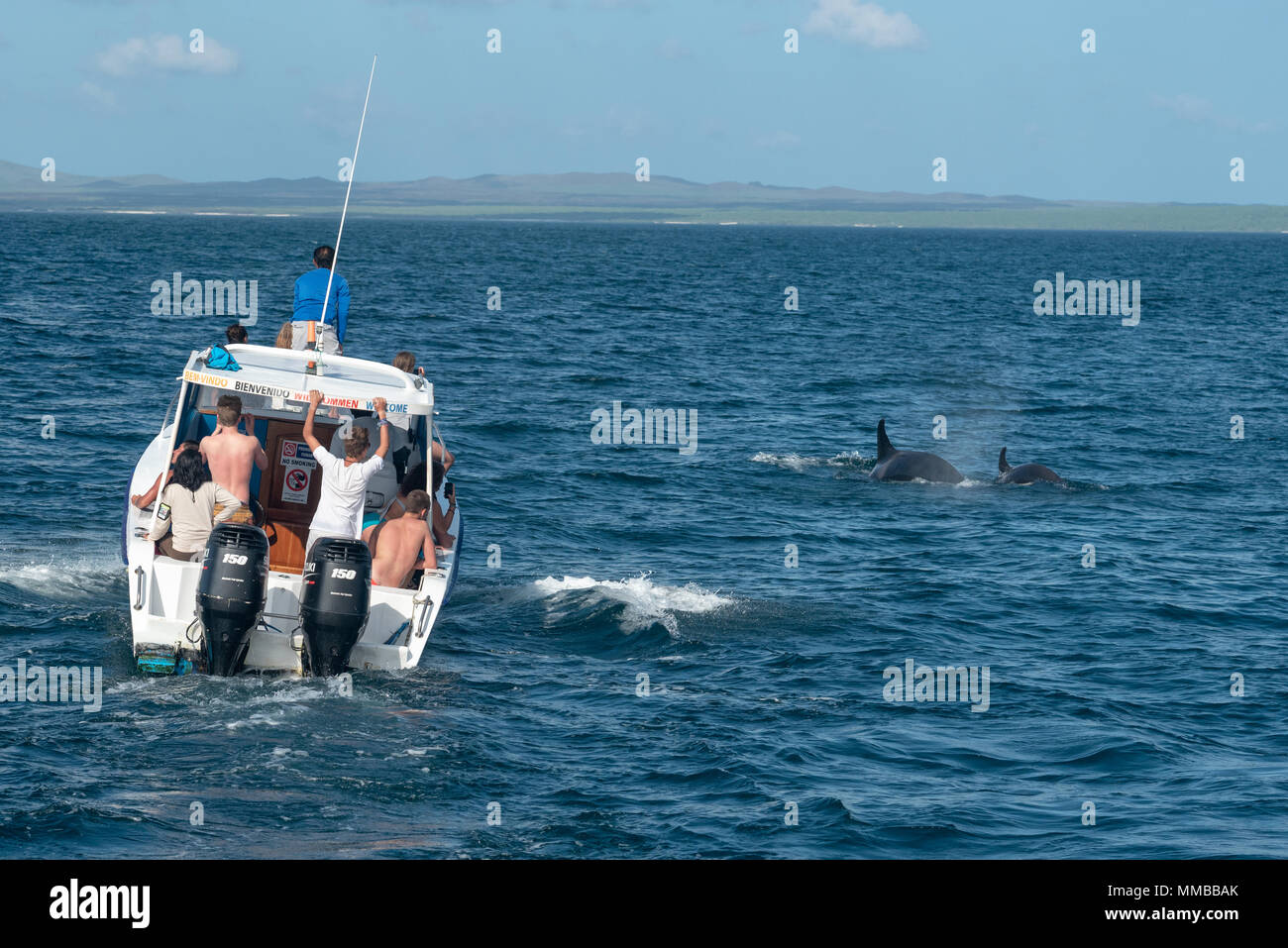 Orcas, also known as killer whales, and whale watchers, off the coast of San Cristobal Island in Ecuador's Galapagos Islands. Stock Photo
