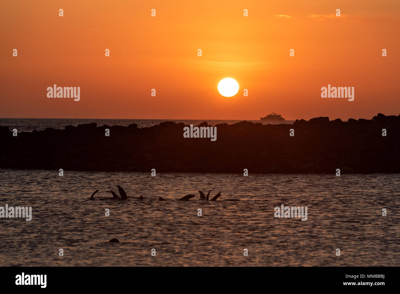 Sea lions in a cove at sunset with a cruise ship in the background, San Cristobal Island, Galapagos Islands, Ecuador. Stock Photo