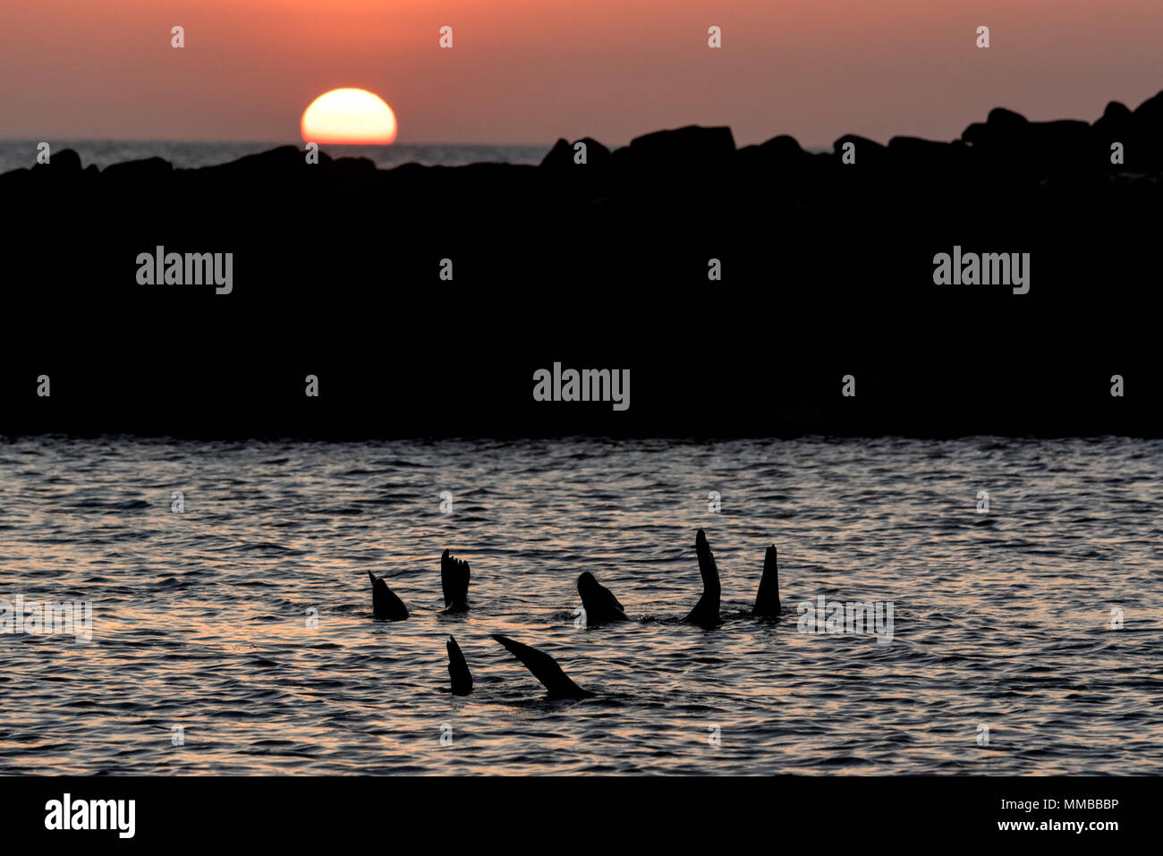 Sea lions in a cove at sunset, San Cristobal Island, Galapagos Islands, Ecuador. Stock Photo