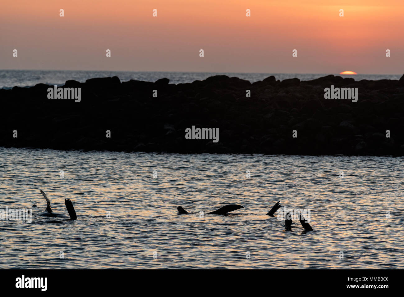 Sea lions in a cove at sunset, San Cristobal Island, Galapagos Islands, Ecuador. Stock Photo