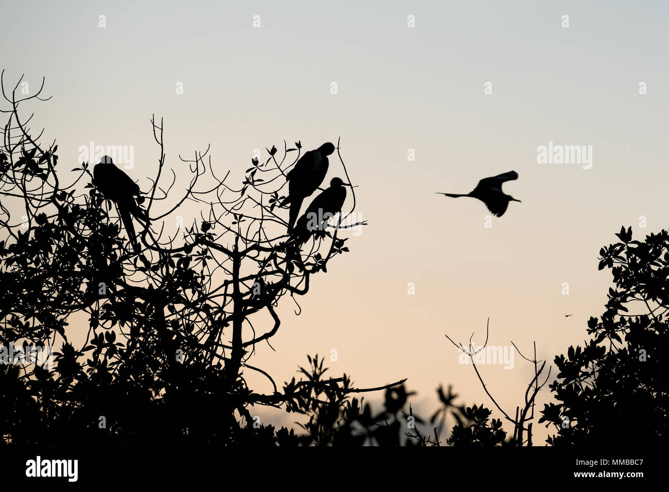 Frigatebirds and mangrove trees at sunrise, San Cristobal Island, Galapagos Islands, Ecuador. Stock Photo