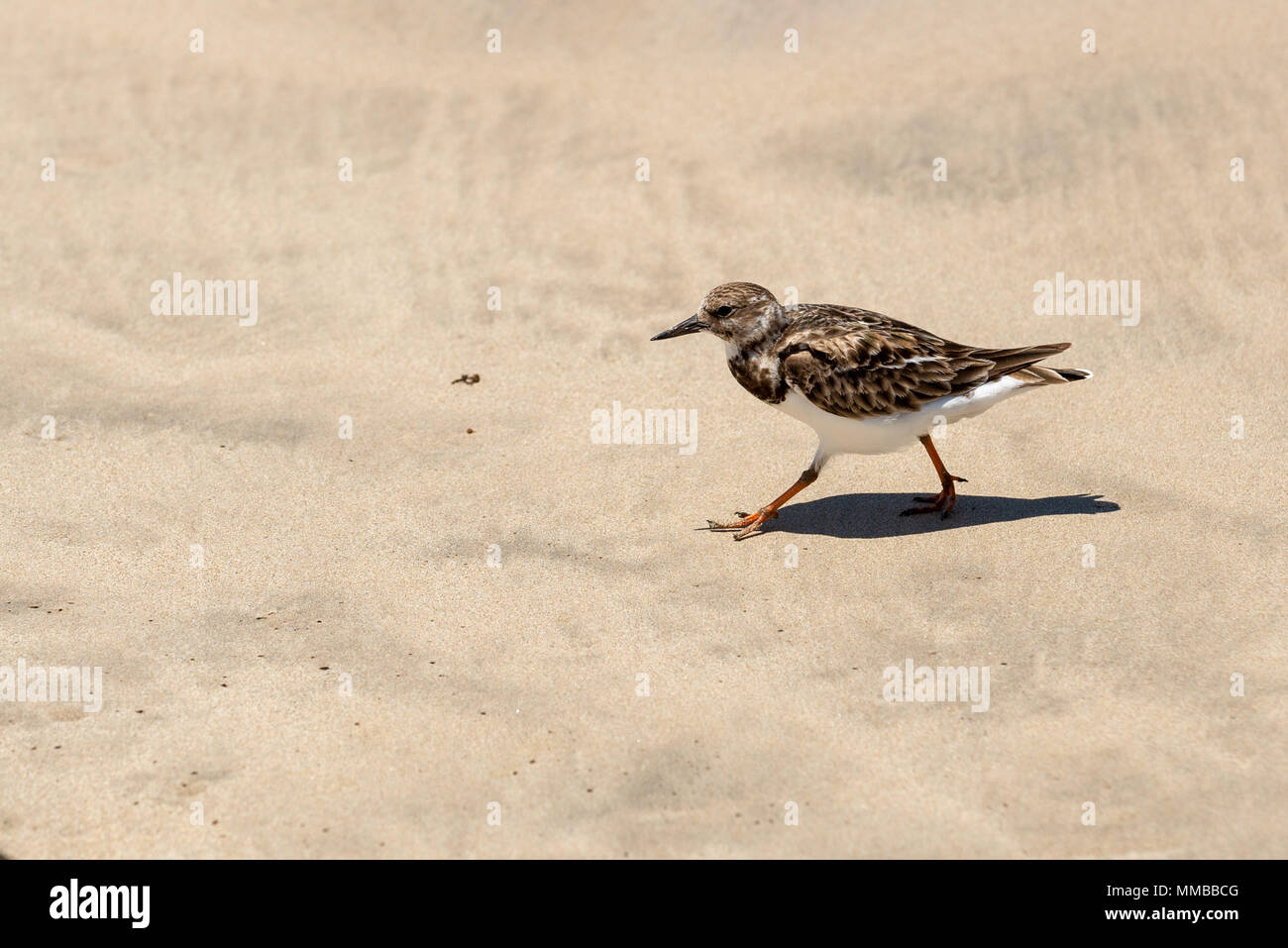 Ruddy turnstone, Arenaria interpres, on a beach on Isabela Island, Galapagos Islands, Ecuador. Stock Photo