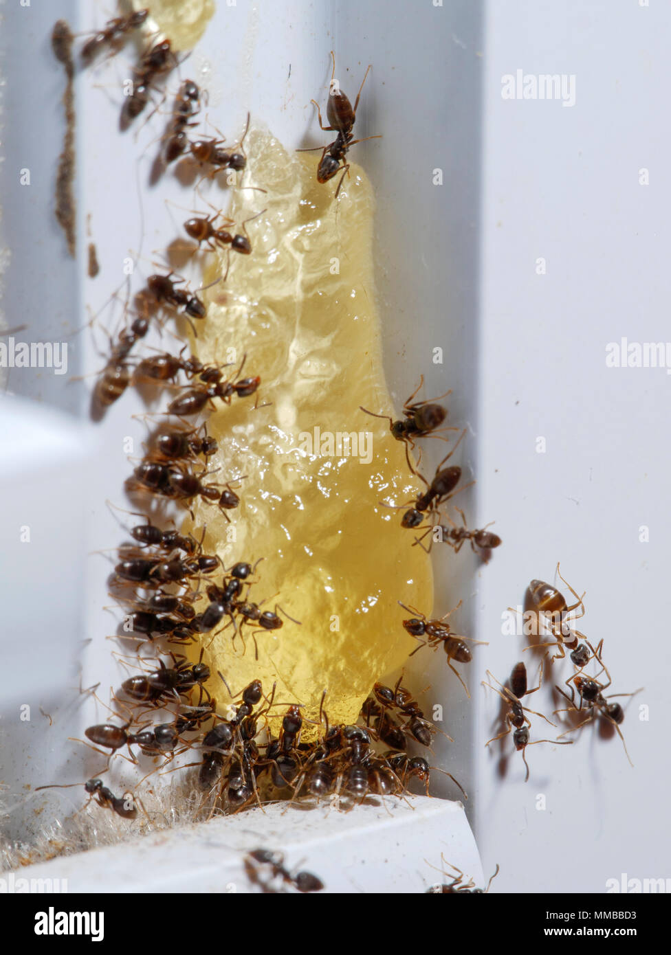 https://c8.alamy.com/comp/MMBBD3/invasive-argentine-ants-linepithema-humile-eating-commercial-ant-bait-containing-fipronil-MMBBD3.jpg