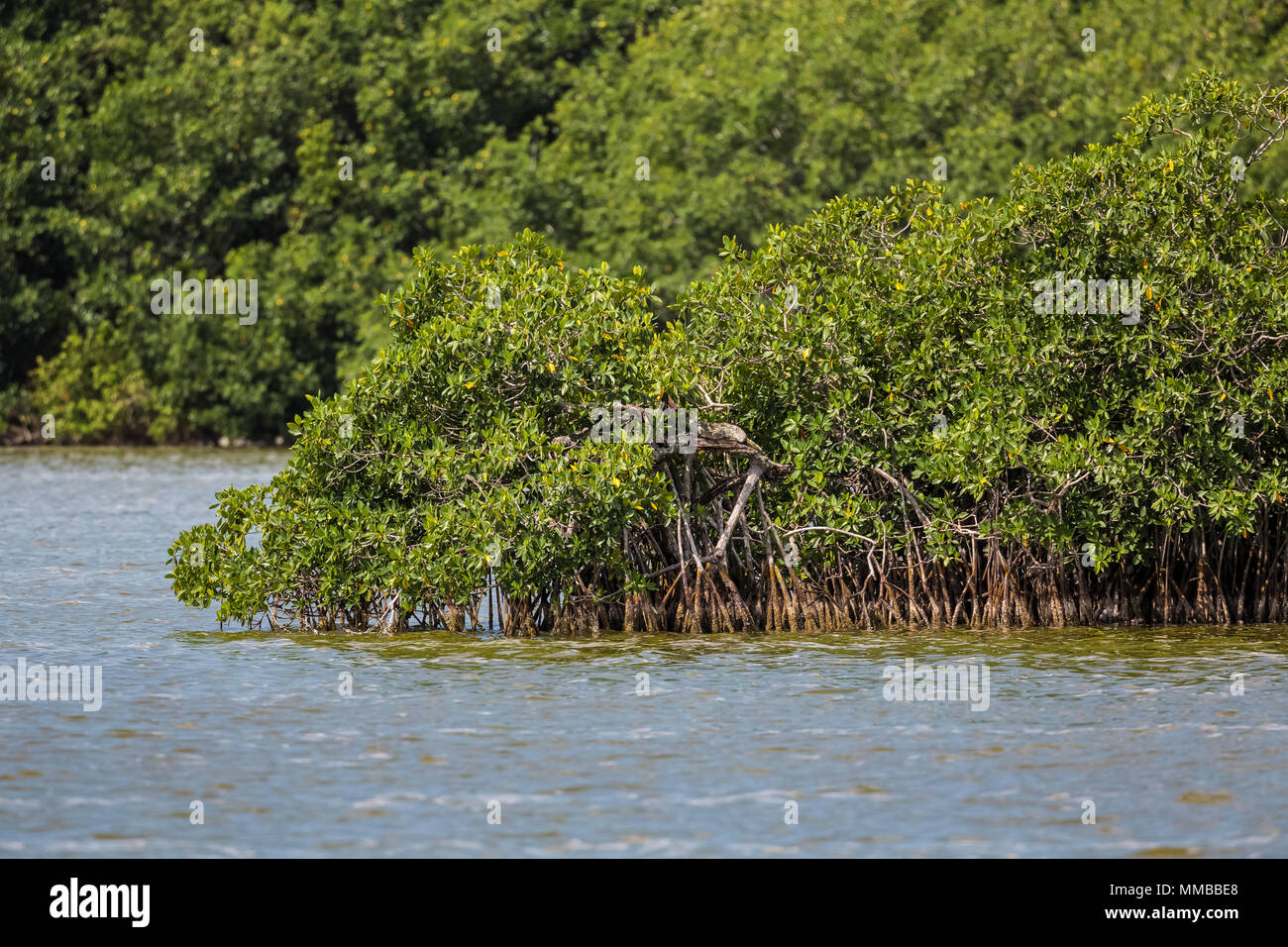 Red Mangrove, Rhizophora mangle, trees with a tangle of prop roots that resist the saltwater of the tides, in Everglades National Park, Florida, USA Stock Photo