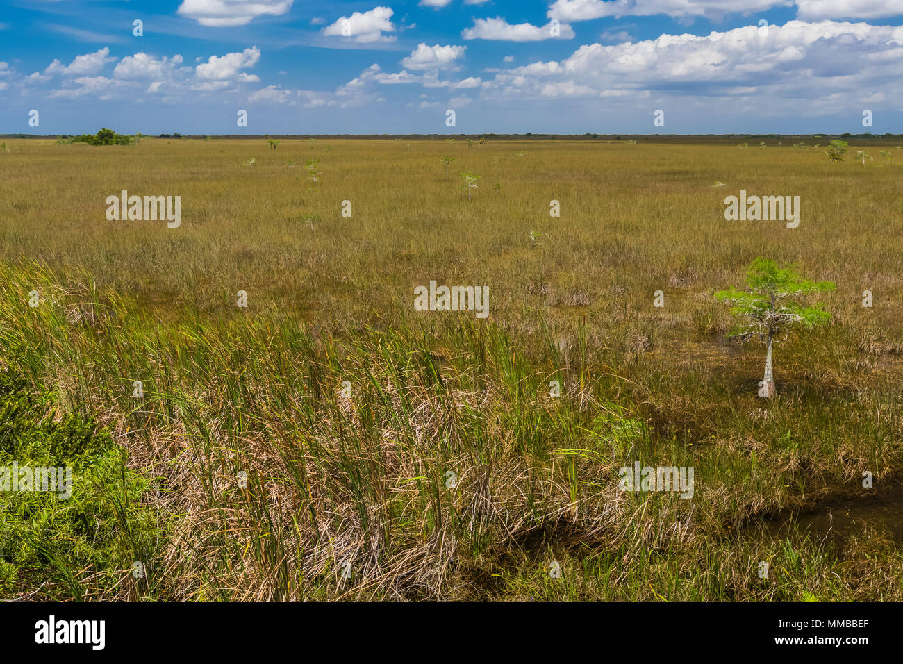 Baldcypress, Taxodium spp., trees in a dome in the middle of a sawgrass marsh in Everglades National Park, Florida, USA Stock Photo