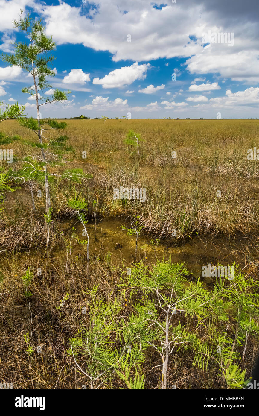 Baldcypress, Taxodium spp., trees in a dome in the middle of a sawgrass marsh in Everglades National Park, Florida, USA Stock Photo