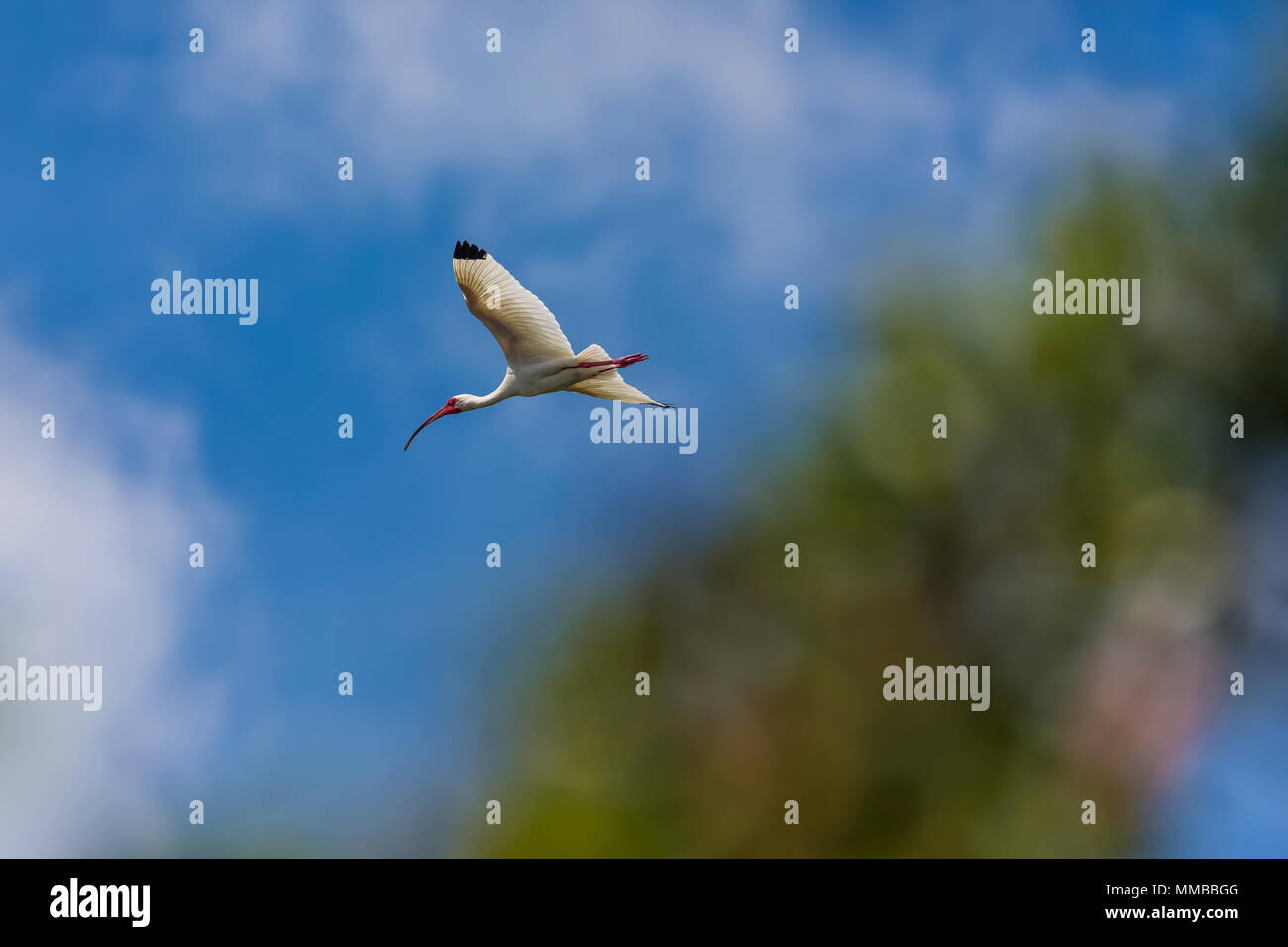 White Ibis, Eudocimus albus, in breeding plumage flying in Everglades National Park, Florida, USA Stock Photo