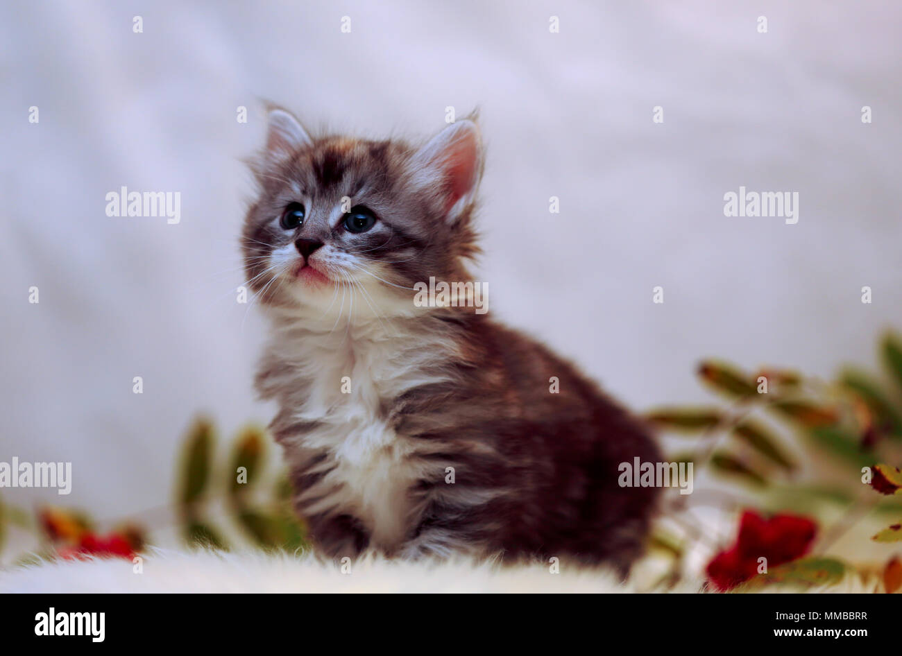 norwegian forest cat stuffed animal