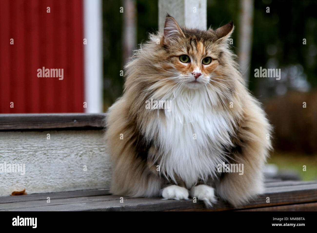 Norwegian forest cat female sitting on stairs outdoors Stock Photo