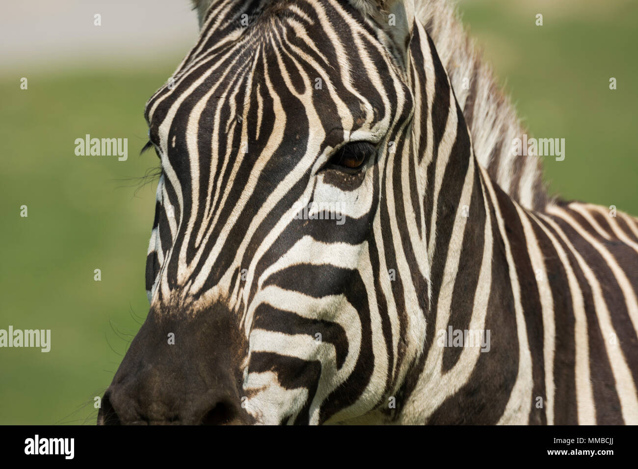 close up of a zebra in a meadow Stock Photo - Alamy