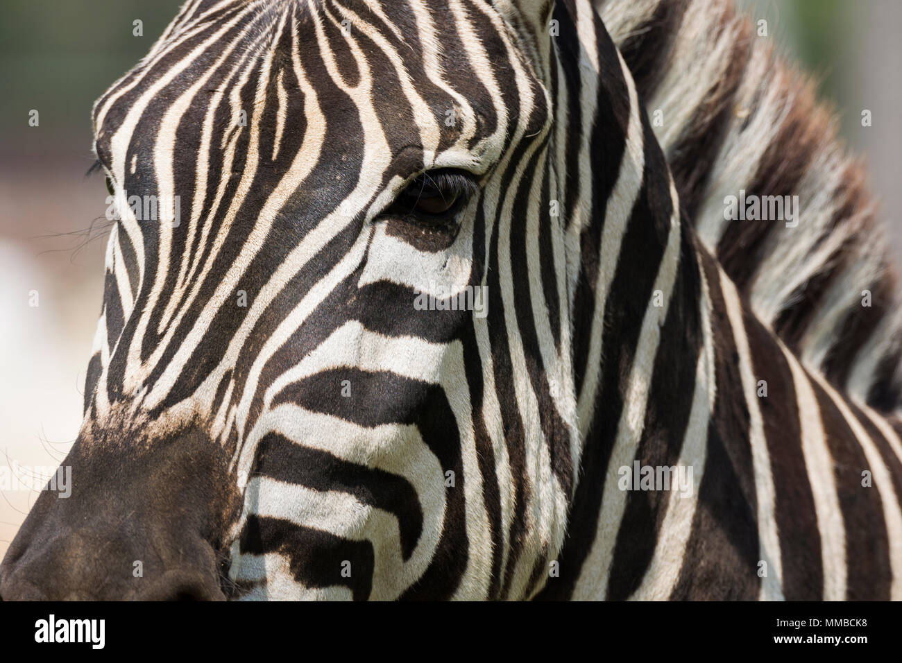 close up of a zebra in a meadow Stock Photo - Alamy