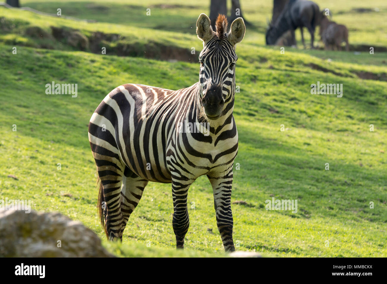 close up of a zebra in a meadow Stock Photo - Alamy
