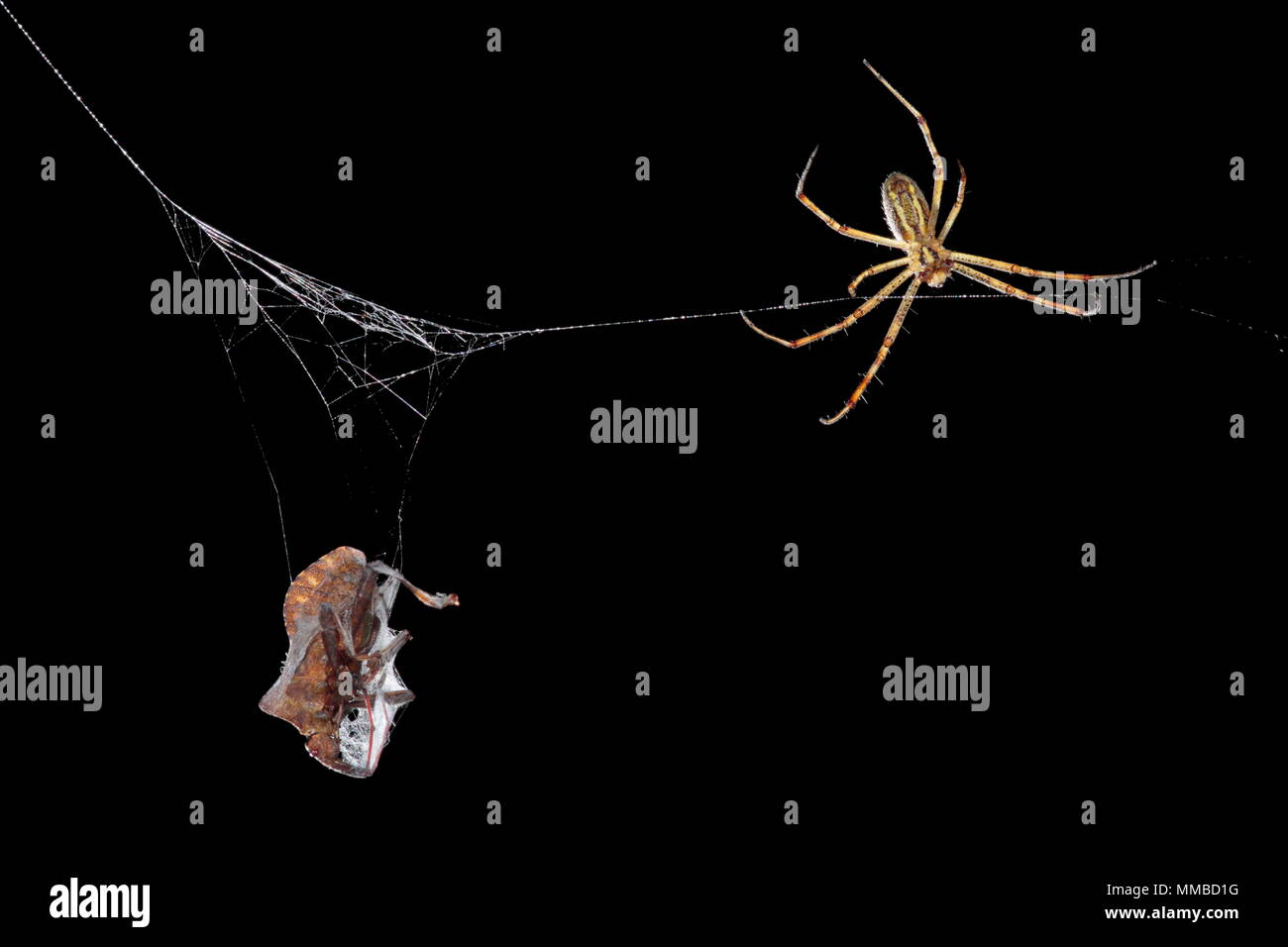 The bug caught in the spider web Stock Photo - Alamy