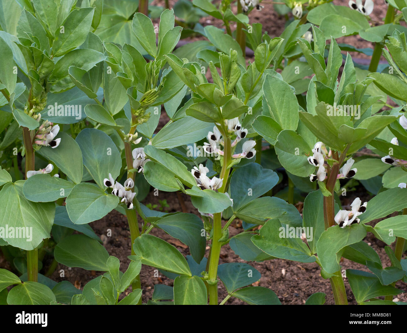 Broad Bean 'Aquadulce Claudia' in flower in grow your own garden Stock Photo