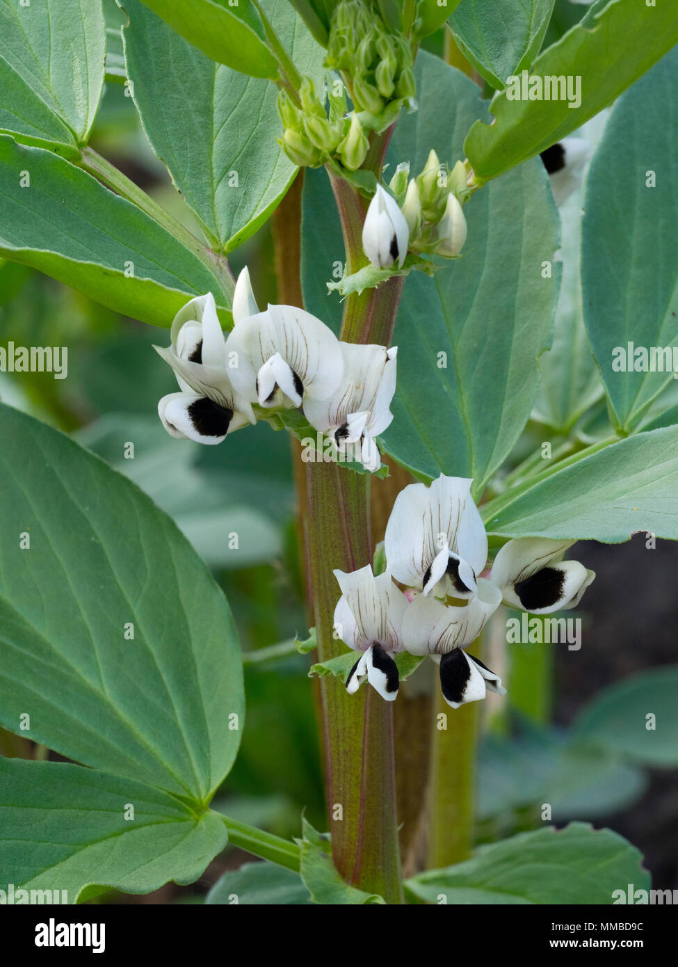 Broad Bean 'Aquadulce Claudia' in flower in grow your own garden Stock Photo