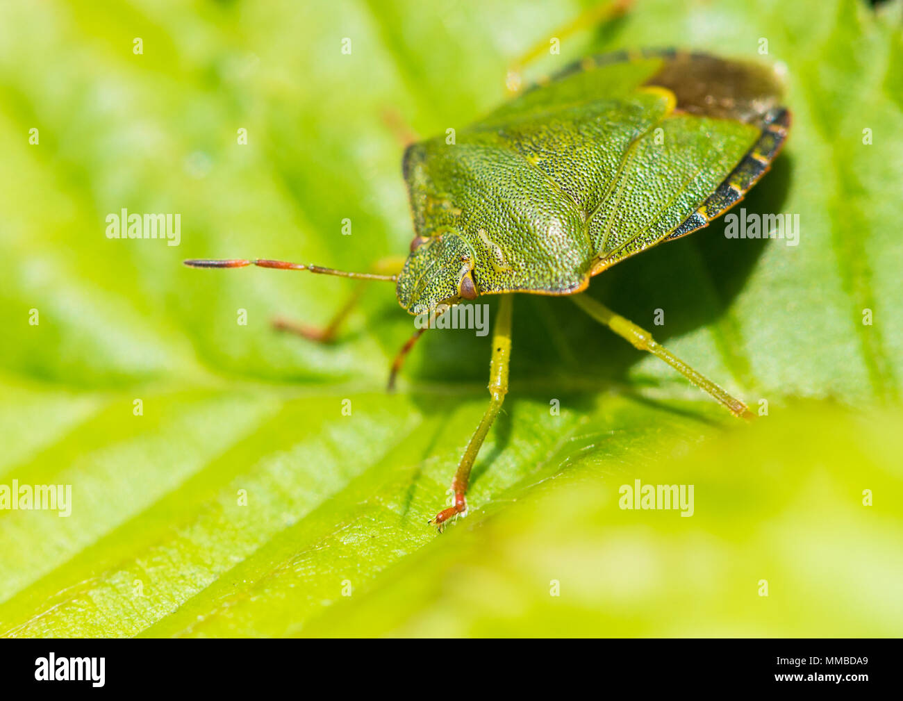 A macro shot of a green shield bug sitting on a green leaf Stock Photo