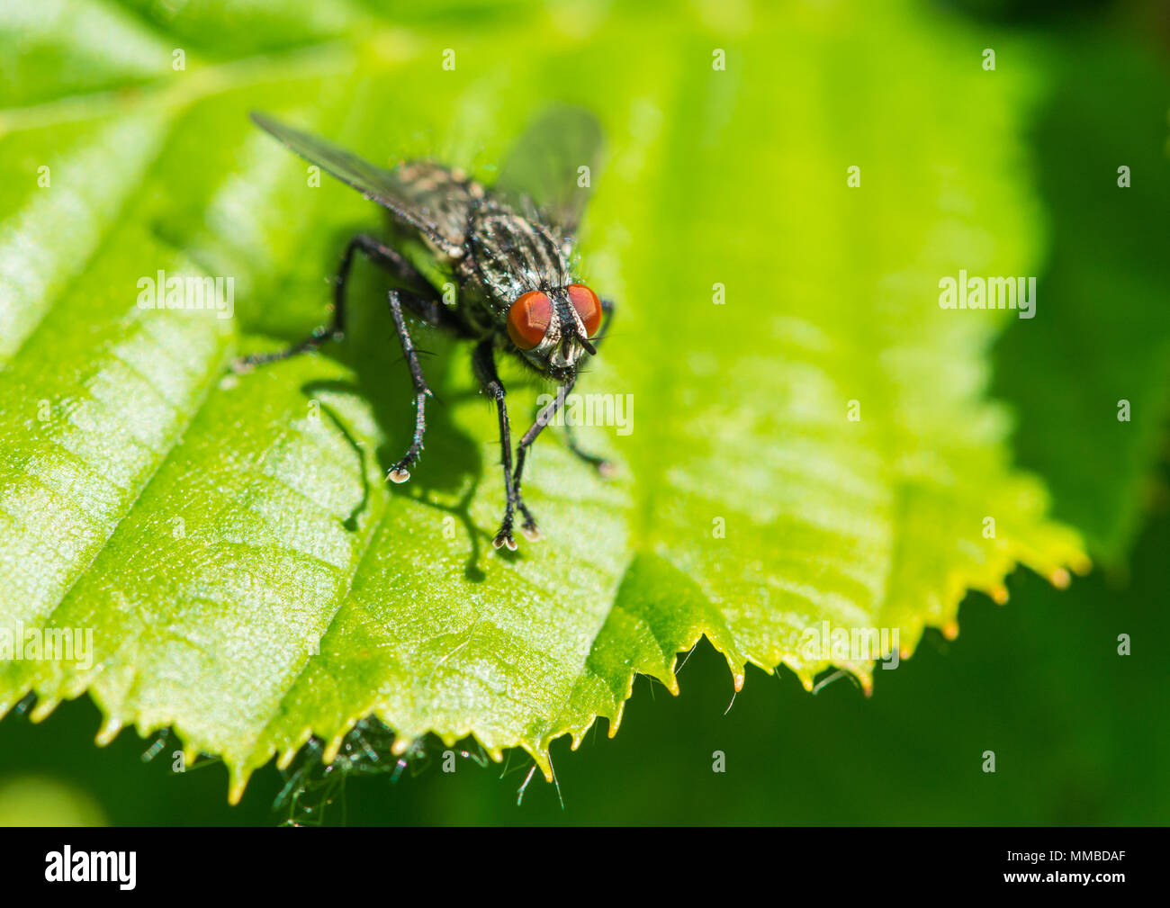 A macro shot of a fly sitting on a green leaf Stock Photo - Alamy