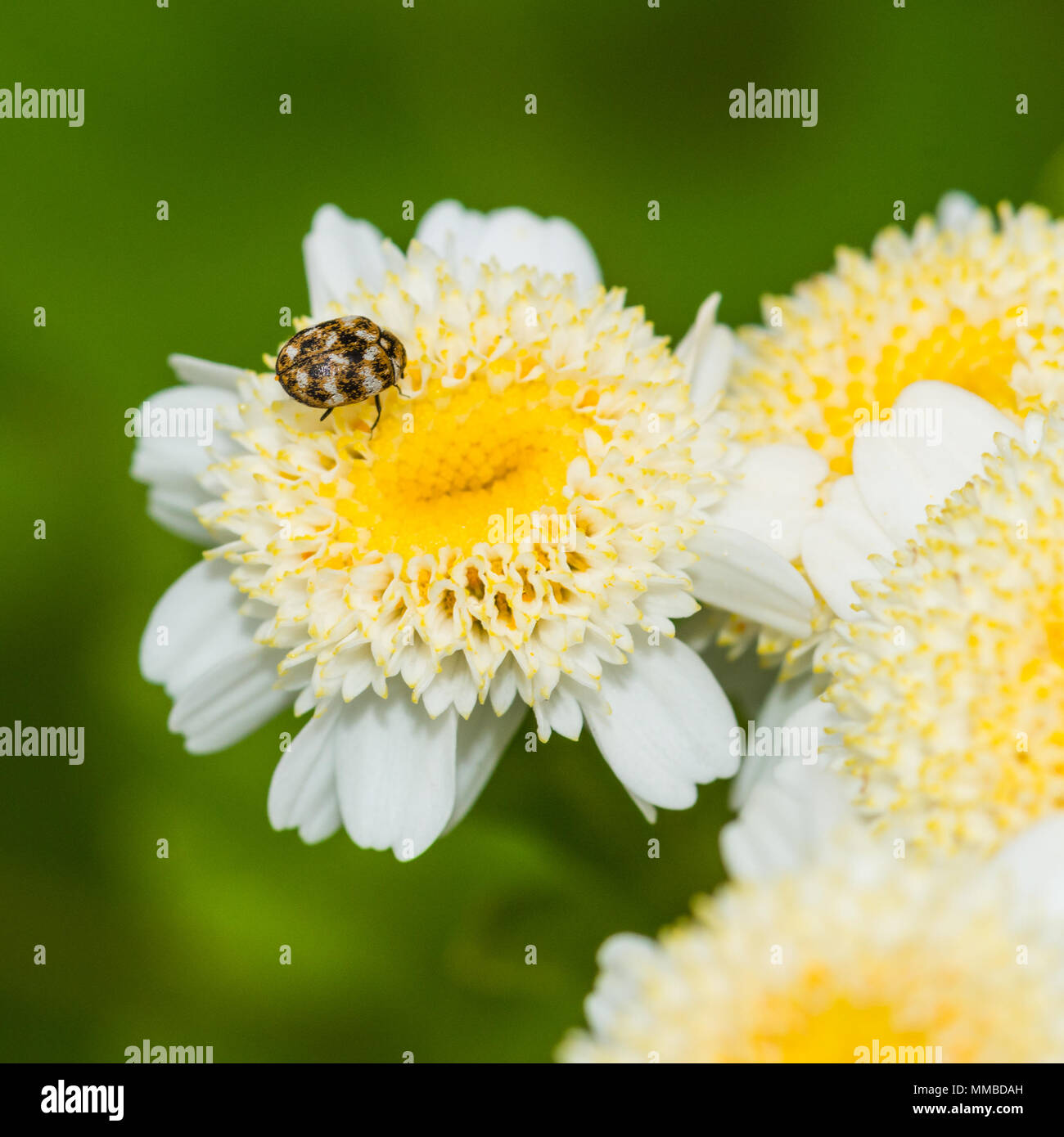 A macro shot of a beetle sitting on a feverfew bloom. Stock Photo