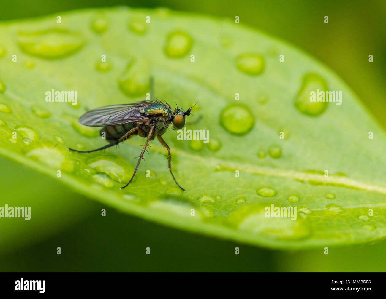 Diptera fly droplet High Resolution Stock Photography and Images - Alamy