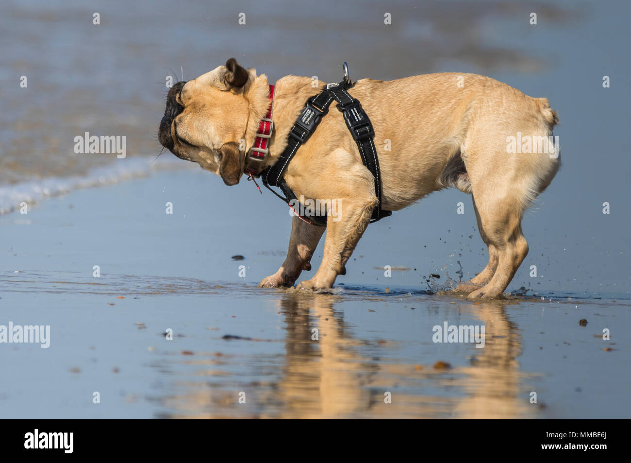 Can French Bulldogs Swim? - French Bulldogs in Water 