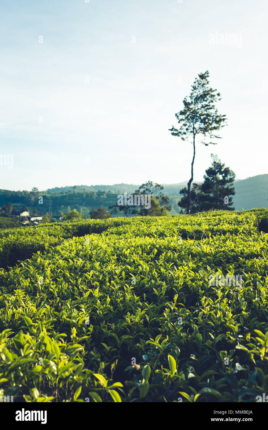 Green tea leaves on tea plantations.Selective soft focus. fresh tea