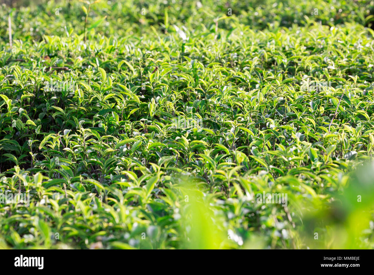 Green tea leaves on tea plantations.Selective soft focus. fresh tea