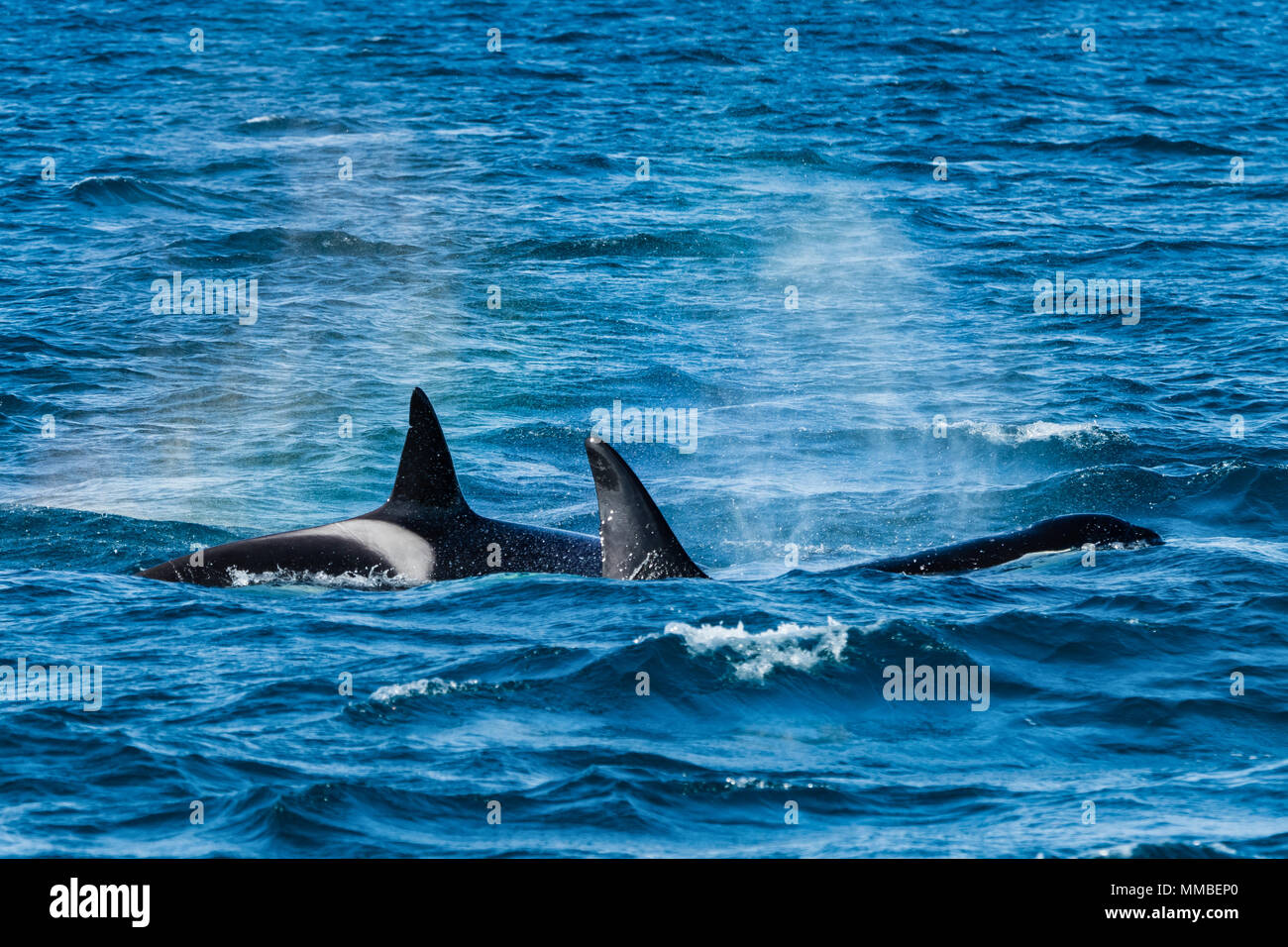 Whale watching, Olafsvik, Iceland Stock Photo Alamy