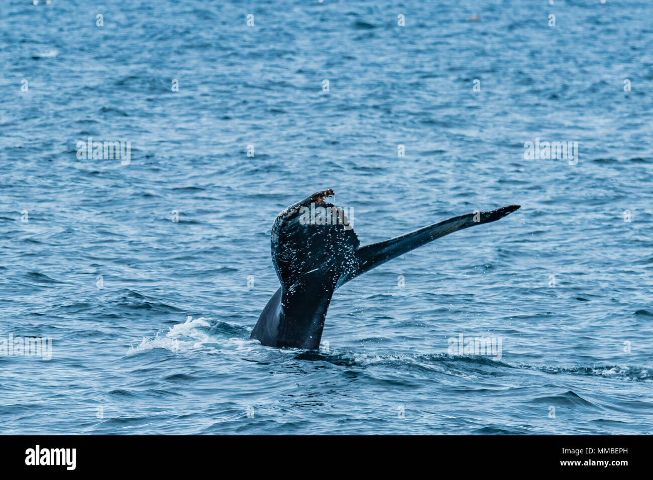 Humpback whale watching hi-res stock photography and images - Alamy