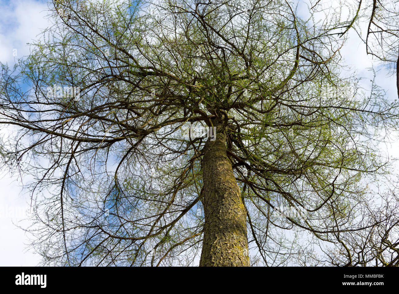 Curved tree trunk with leaves hi-res stock photography and images - Alamy