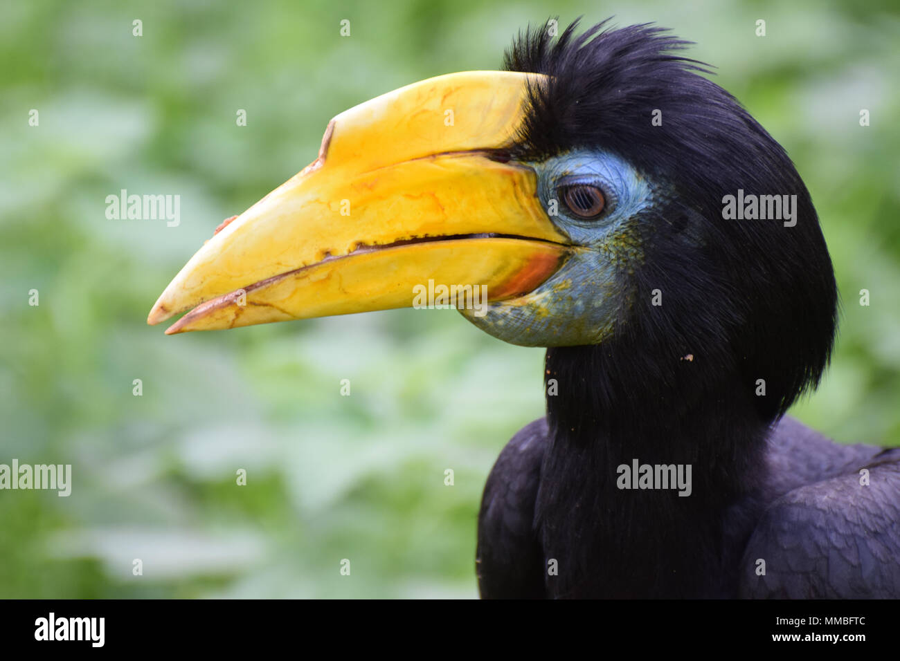 A portrait of a Female Wrinkled Hornbill Stock Photo - Alamy