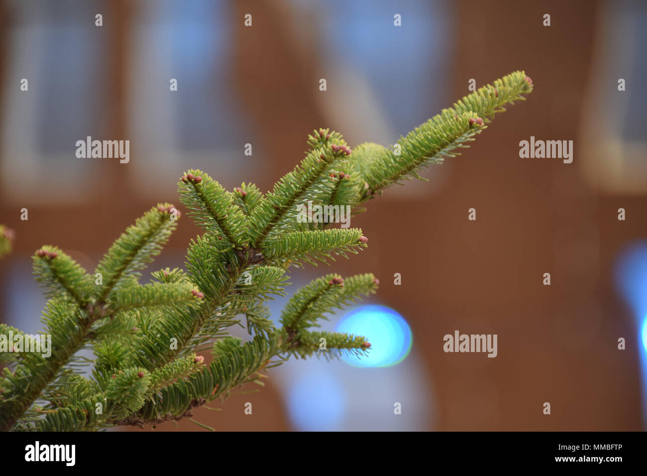 A branch of a fir Christmas tree in front of the Wales Millennium