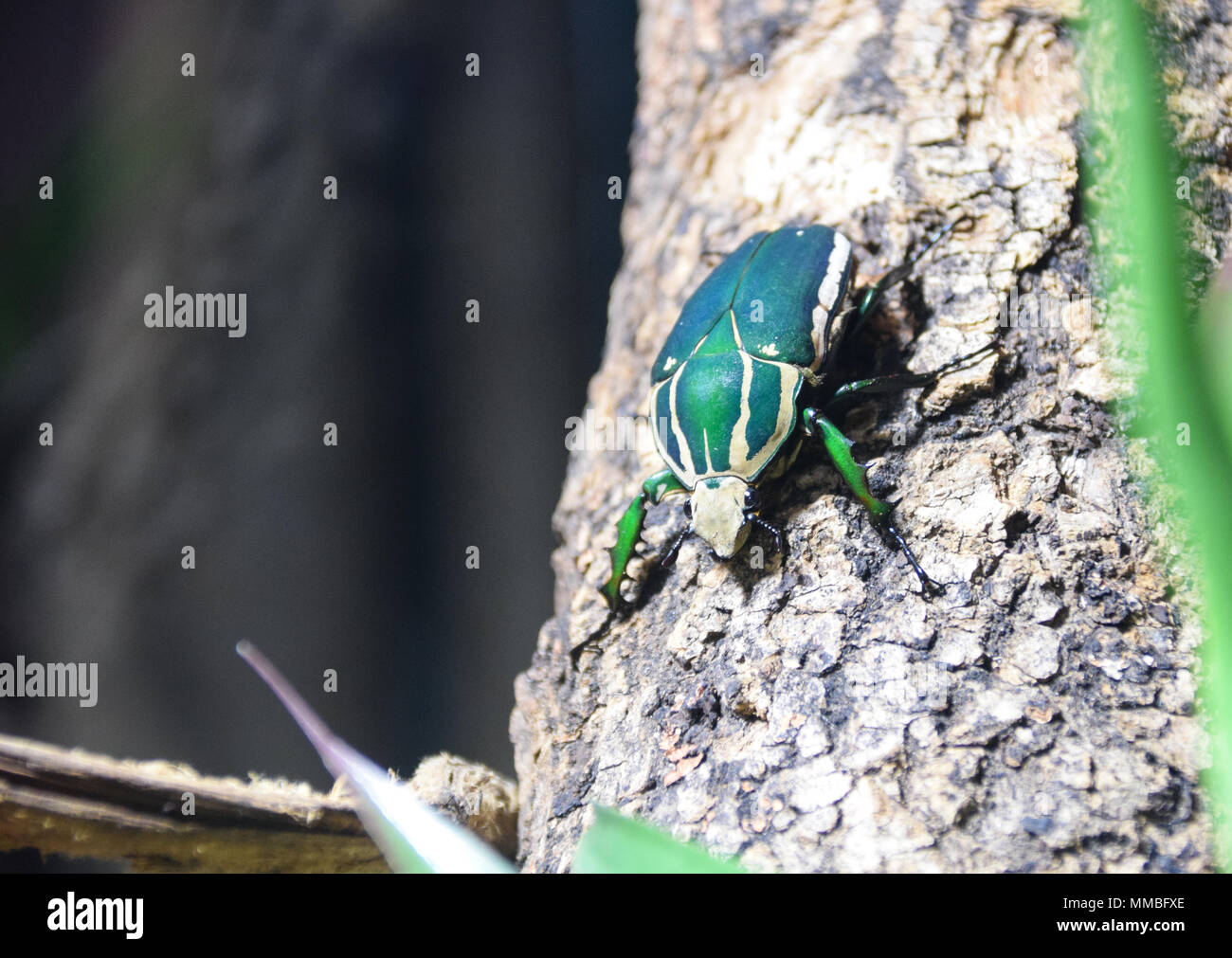 A Ugandan Flower Beetle standing on tree bark Stock Photo