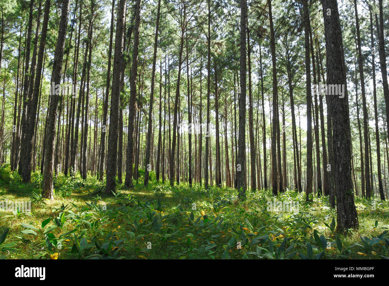 Pine tree forest cover with ginger family (Zingiberaceae) plant on the ground. Taken from Southeast Asia. Stock Photo