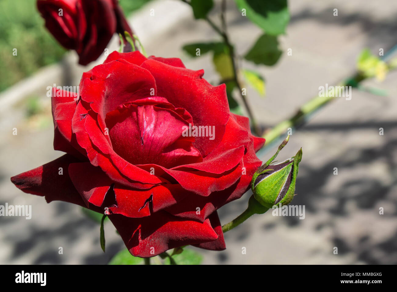 Wonderful rose to the rose garden Rome Italy Stock Photo - Alamy