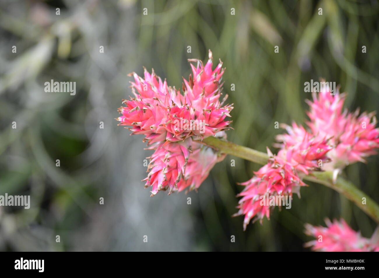 Bromeliad in the garden Stock Photo