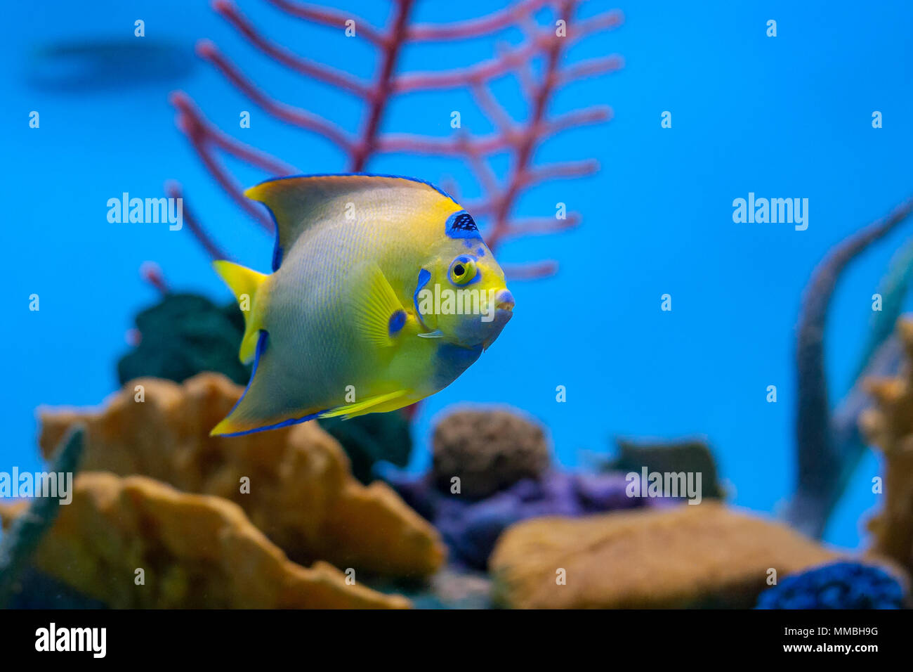 Side-view of queen angelfish in aquarium with coral in the background Stock Photo
