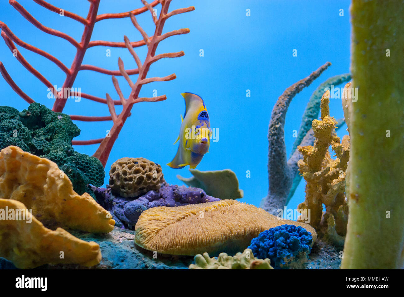 Queen angelfish swimming directly towards the viewer with coral in the background Stock Photo