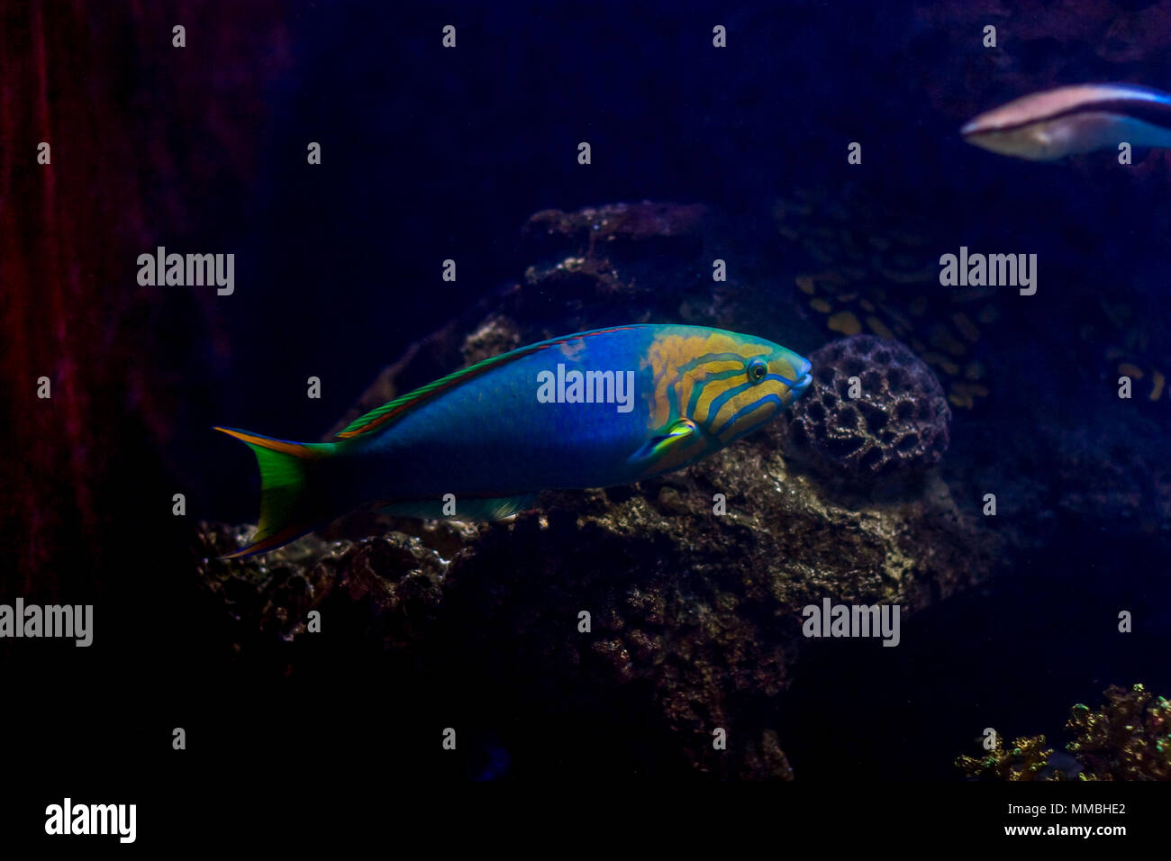 Moon wrasse and cleaner wrasse in an aquarium with coral in the background Stock Photo