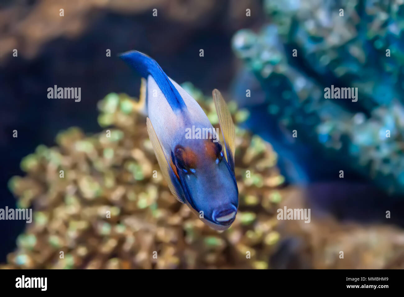 Mimic tang fish swimming to front of the aquarium with different coloured coral in view Stock Photo