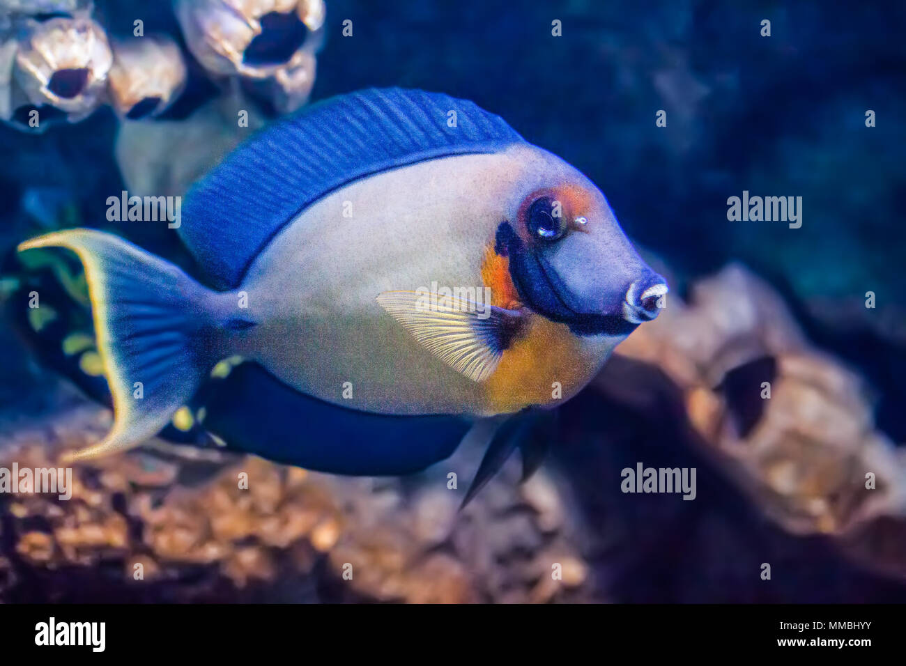 Mimic tang fish swimming across the front of the aquarium with different coloured coral in view Stock Photo