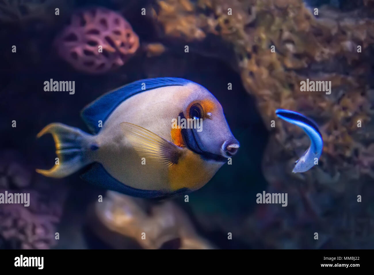 Mimic tang fish swimming to front of the aquarium a cleaner wrasse swimming towards it Stock Photo