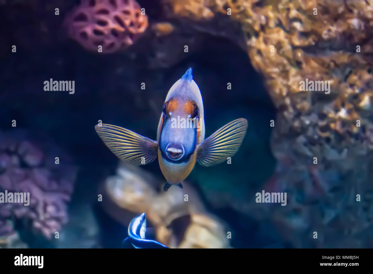 Mimic tang fish and a cleaner wrasse swimming to front of the aquarium with different coloured coral in view Stock Photo