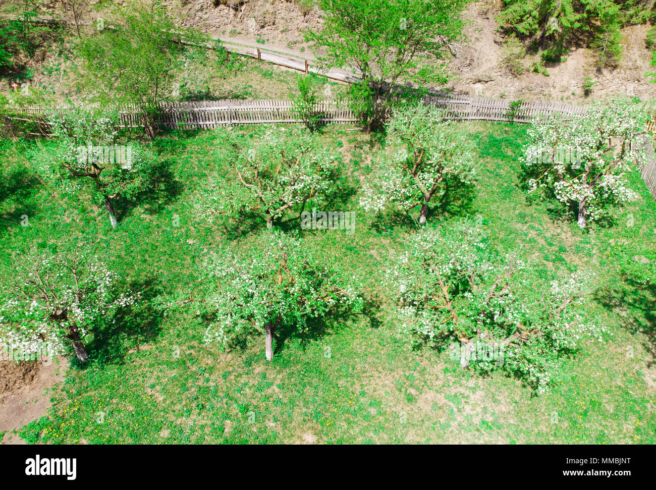 apple trees view from above Stock Photo - Alamy