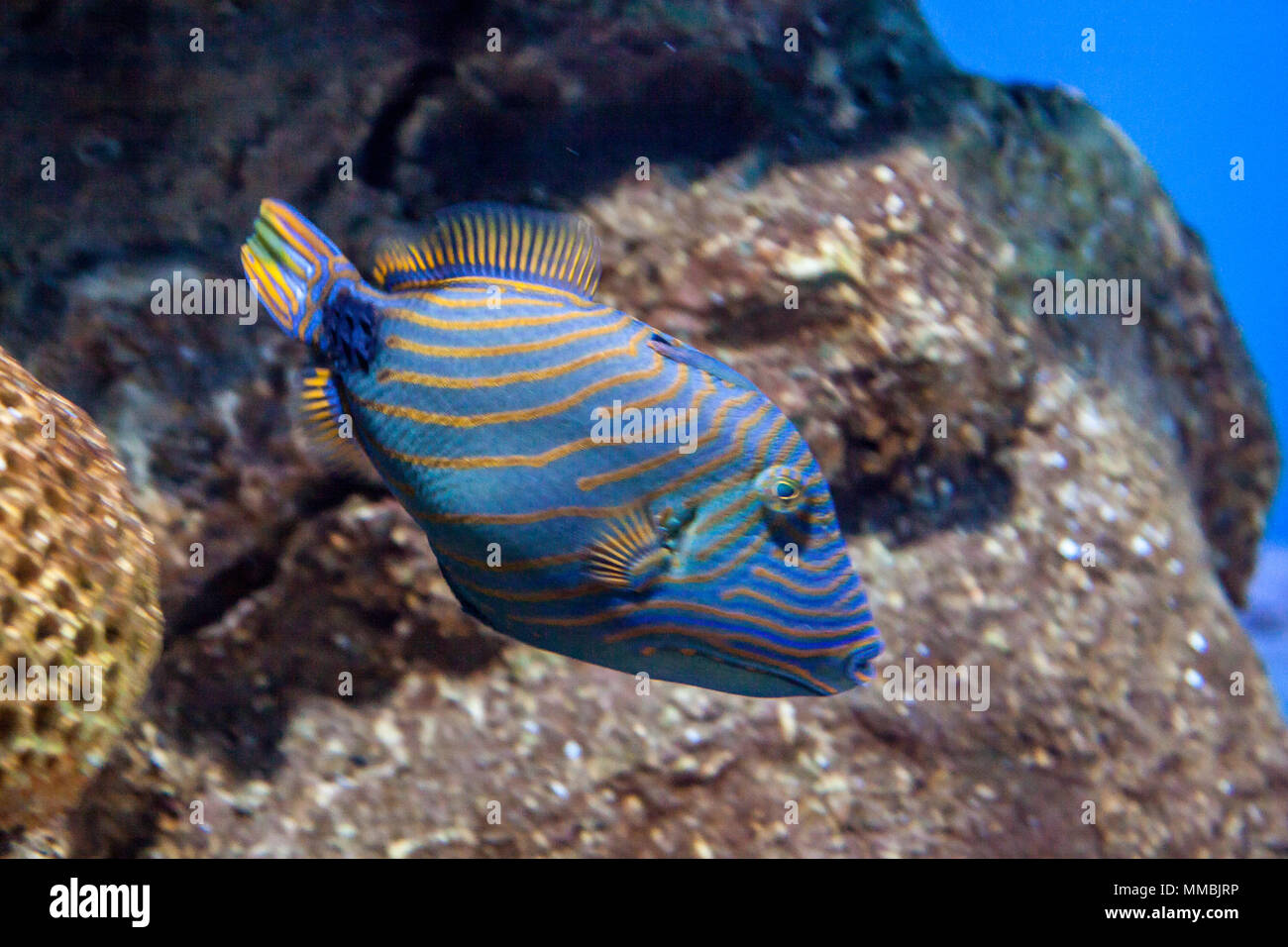 Orange lined triggerfish heading towards the bottom of the aquarium with coral and rocks in the background Stock Photo