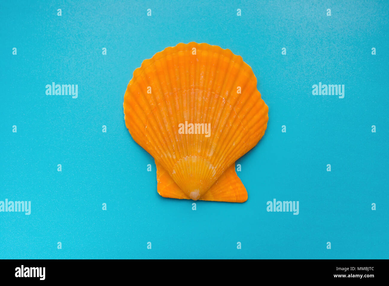 Scallop Sky Top main image 1