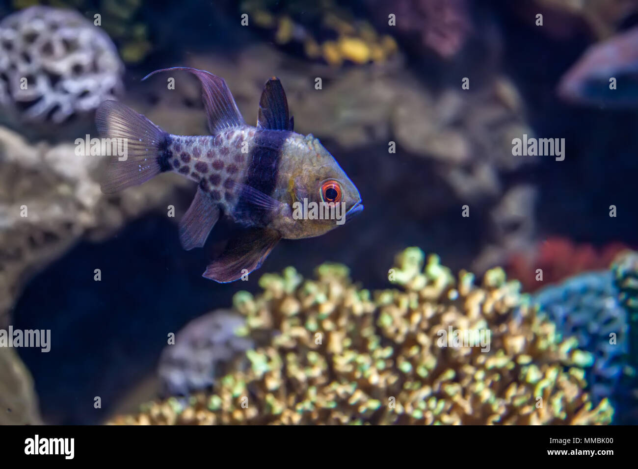 Banggai Cardinalfish swimming in aquarium with coral in the background Stock Photo