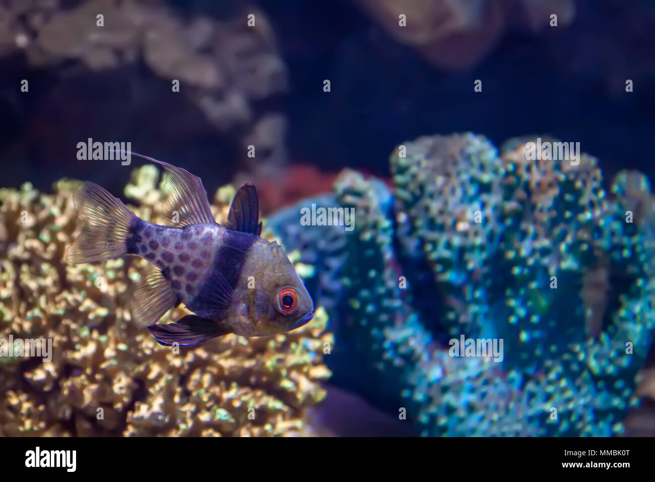 Banggai Cardinalfish swimming in aquarium with coral in the background Stock Photo