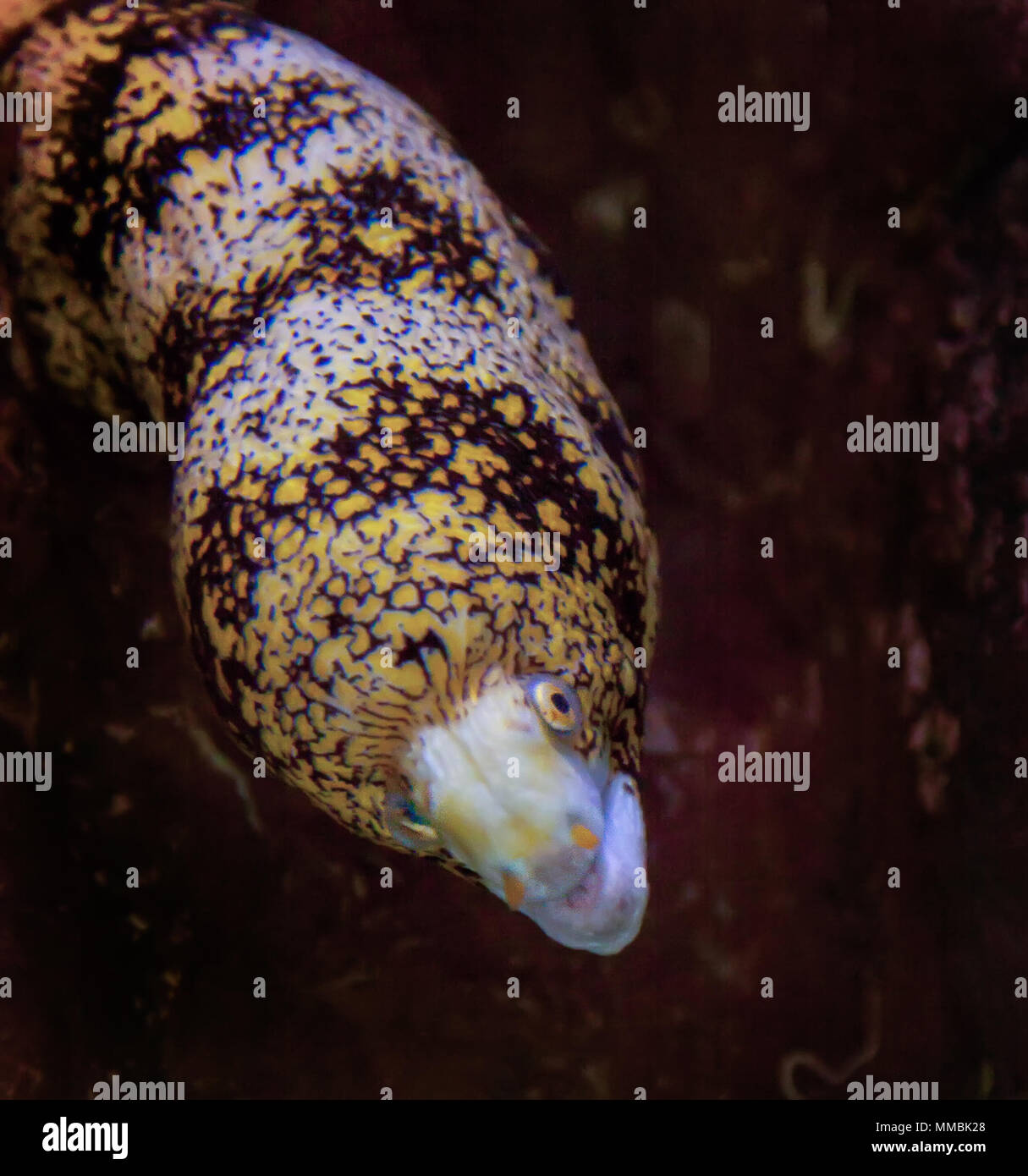 Snowflake eel living in an aquarium. It is emerging from the hole in which it lives. Stock Photo