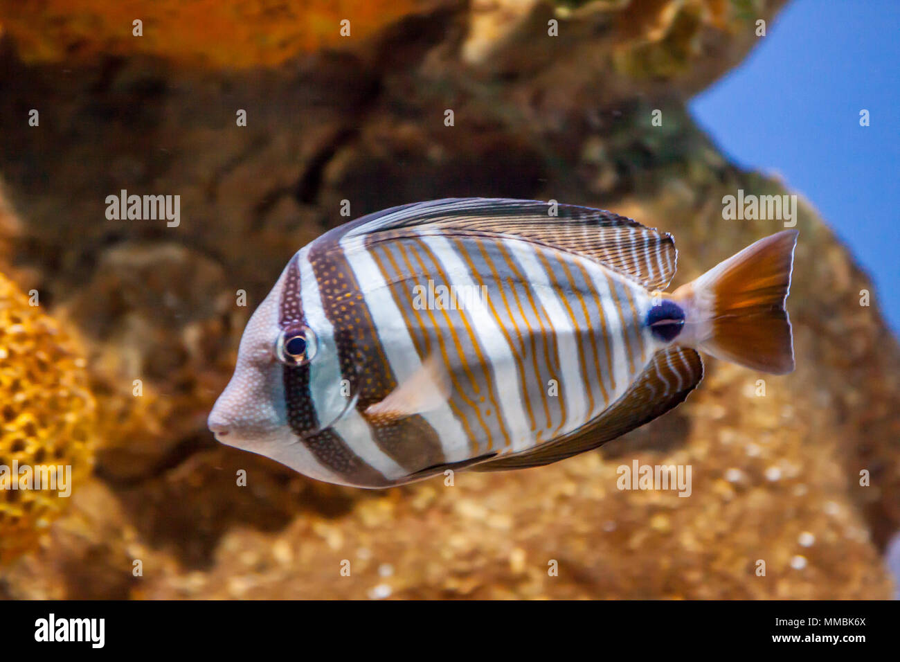 The desjardin sailfin tang - Zebrasoma desjardini - is also known as the desjardini sailfin or Indian Ocean sailfin tang Stock Photo